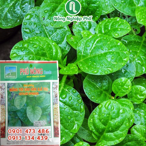 Hạt giống Mồng tơi PN - Gói 20 gram